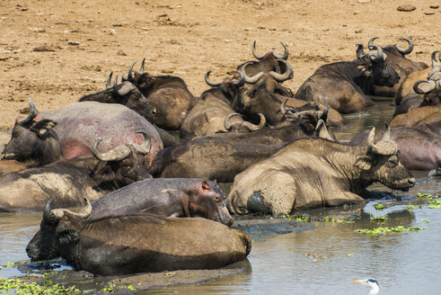 Afrika, Uganda, Kaffernbüffel, Syncerus caffer, Queen Elizabeth National Park - RUNF00504