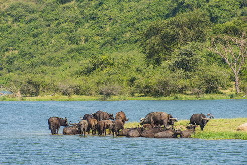 Afrika, Uganda, Kaffernbüffel, Syncerus caffer, Queen Elizabeth National Park - RUNF00506