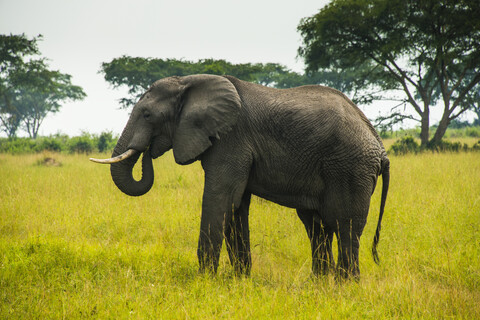 Afrika, Uganda, Afrikanischer Elefant, Loxodonta africana, Queen Elisabeth National Park, lizenzfreies Stockfoto