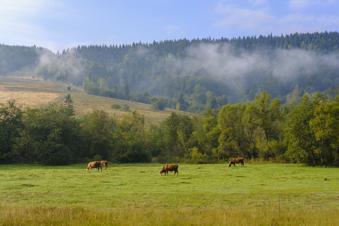 Montenegro, Rozaje, Kühe auf der Wiese - SIEF08252