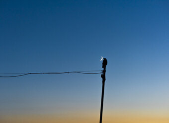 Silhouette eines Vogels neben dem Halbmond - SKAF00092