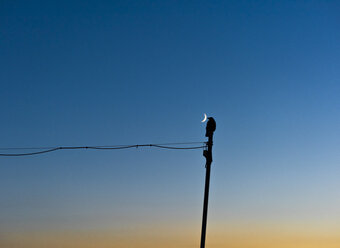 Silhouette of bird besides half moon - SKAF00092
