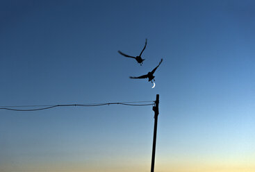 Silhouette von zwei fliegenden Vögeln gegen blauen Himmel mit Halbmond - SKAF00093