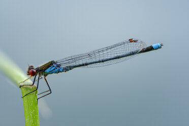 Male red-eyed damselfly in front of blue background - SIEF08257