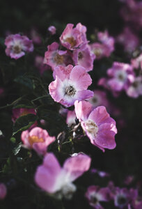 Hundsrose, Rosa canina - CZF00339