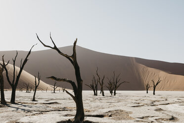 Namibia, Namib-Wüste, Namib-Naukluft-Nationalpark, Sossusvlei, Deadvlei und Big Daddy Dune - LHPF00247