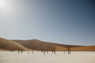 Namibia, Namib desert, Namib-Naukluft National Park, Sossusvlei, Deadvlei - LHPF00253