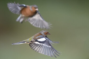 Fliegende Buchfinken - MJOF01623