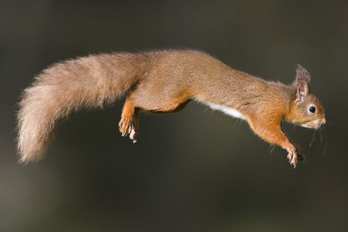 Jumping red squirrel - MJOF01627