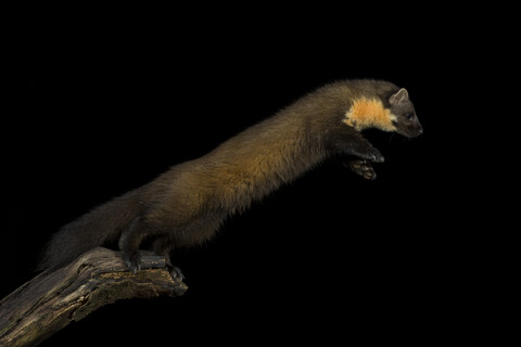 Springender Baummarder bei Nacht, lizenzfreies Stockfoto