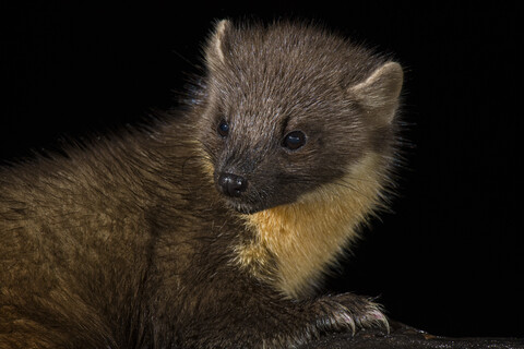 Porträt eines Baummarders vor schwarzem Hintergrund, lizenzfreies Stockfoto