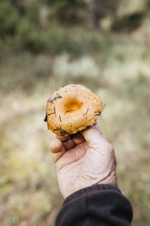 Nahaufnahme eines älteren Mannes mit gefundenem Pilz - JRFF02244