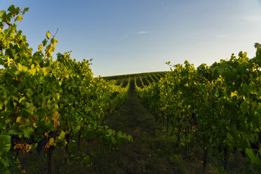 Italy, Umbria, Montefalco, Vineyard in the evening light - LOMF00781