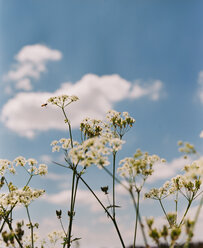 Schafgarbe im Sommer - VWF00006