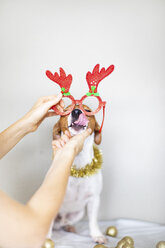 Woman's hand putting dog comedy glasses on - JPF00330