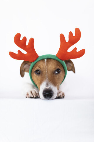 Portrait of dog wearing reindeer antlers headband stock photo