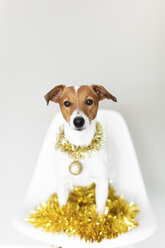 Porträt eines auf einem Stuhl sitzenden Hundes mit goldener Girlande und Weihnachtskugel - JPF00336