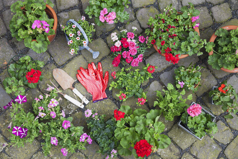 Verschiedene getopfte Frühlings- und Sommerblumen, Gartengeräte und Handschuhe auf Kopfsteinpflaster, Ansicht von oben, lizenzfreies Stockfoto