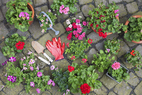 Verschiedene getopfte Frühlings- und Sommerblumen, Gartengeräte und Handschuhe auf Kopfsteinpflaster, Ansicht von oben - GWF05734