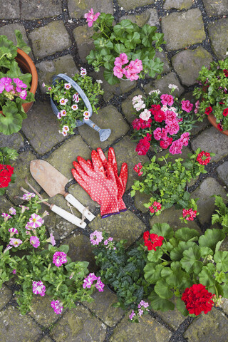 Verschiedene getopfte Frühlings- und Sommerblumen, Gartengeräte und Handschuhe auf Kopfsteinpflaster, Ansicht von oben, lizenzfreies Stockfoto