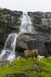 Dänemark, Färöer Inseln, Shetlandschafe vor einem Wasserfall in Estuyroy - RUNF00544