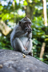 indonesien, Bali, Heiliger Affenwald, Langschwanzmakaken beim Fressen, Macaca fascicularis - RUNF00566