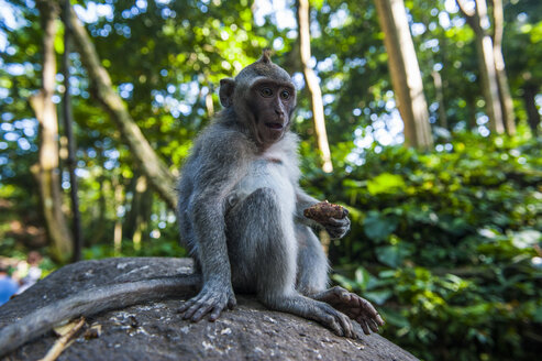 indonesien, Bali, Heiliger Affenwald, Langschwanzmakaken beim Fressen, Macaca fascicularis - RUNF00567