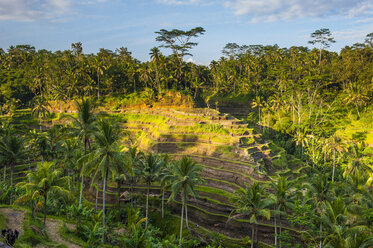 Indonesien, Bali, Tegallalang Reisterrassen und Sonnenlicht - RUNF00575