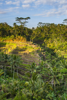 Indonesien, Bali, Ubud, Tegallalang Reisterrassen und Sonnenlicht - RUNF00576