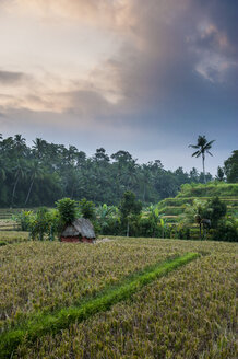 Indonesien, Bali, Tegallalang Reisterrassen - RUNF00578