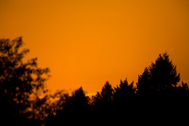 Deutschland, Würzburg, Bäume und orangefarbener Himmel bei Sonnenuntergang - NDF00852