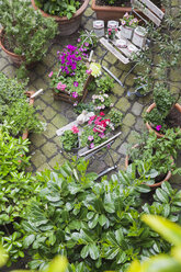 Verschiedene Frühlings- und Sommerpflanzen in Töpfen, bereit zum Einpflanzen in einen Garten, aus der Vogelperspektive - GWF05751