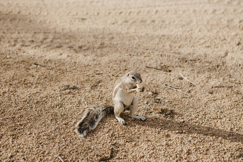 Namibia, Eichhörnchen stehend im Sand fressend, lizenzfreies Stockfoto