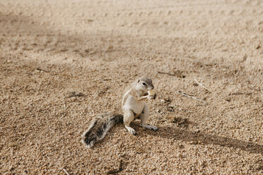 Namibia, Eichhörnchen stehend im Sand fressend - LHPF00350