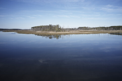 USA, Maryland, Cambridge, Überschwemmungen durch den steigenden Meeresspiegel im Blackwater National Wildlife Refuge - BCDF00367