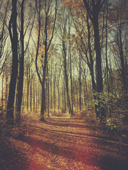 Deutschland, Weg durch den Herbstwald, Köln, Stadtwald - GWF05757