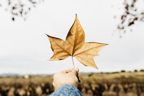 Hand mit einem braunen Herbstblatt - JRFF02278