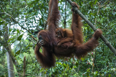 Indonesien, Sumatra, Bukit Lawang Orang Utan Rehabilitationsstation, Mutter und Baby eines Sumatra-Orang-Utans schwingen sich durch den Wald - RUNF00601