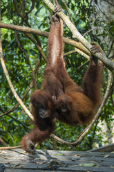 Indonesien, Sumatra, Bukit Lawang Orang Utan Rehabilitationsstation, Fütterungszeit für den Sumatra-Orang-Utan - RUNF00602