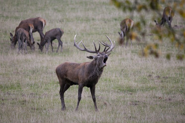 Deutschland, brünstige Rothirsche in einem Wildpark - WIF03708