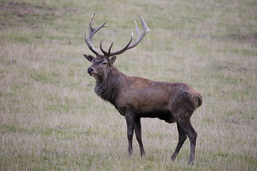 Deutschland, Rotwild in einem Wildpark während der Brunftzeit - WIF03709