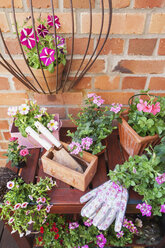 Various potted spring and summer flowers, gardening tools and gloves - GWF05760