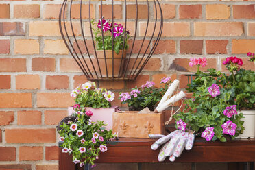 Various potted spring and summer flowers, gardening tools and gloves - GWF05761