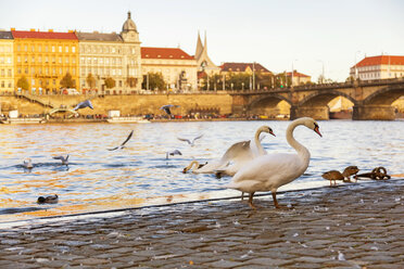 Tschechische Republik, Prag, Altstadt, Moldau und Vögel - JUNF01653