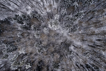 Austria, Wienerwald, snowy forest in december, aerial view - HMEF00174