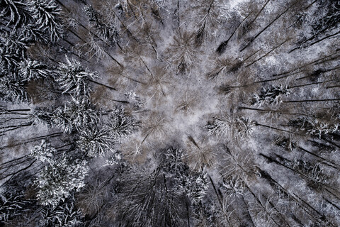 Österreich, Wienerwald, verschneiter Wald im Dezember, Luftaufnahme, lizenzfreies Stockfoto