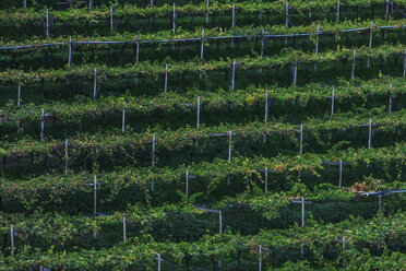 Italy, Meran, vineyard - MMAF00724