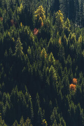 Italien, Südtirol, Dolomiten, Tannenbäume im Herbst - MMAF00727