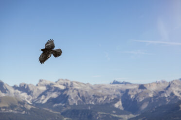 Italy, Dolomites, flying alpine chough, Pyrrhocorax graculus - MMAF00741