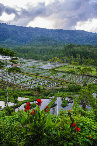 Indonesien, Java, fruchtbares Djeng-Plateau, lizenzfreies Stockfoto